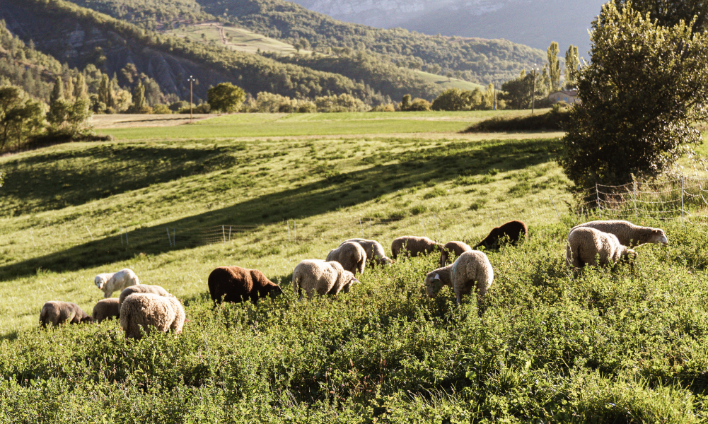 Site internet ovinalp